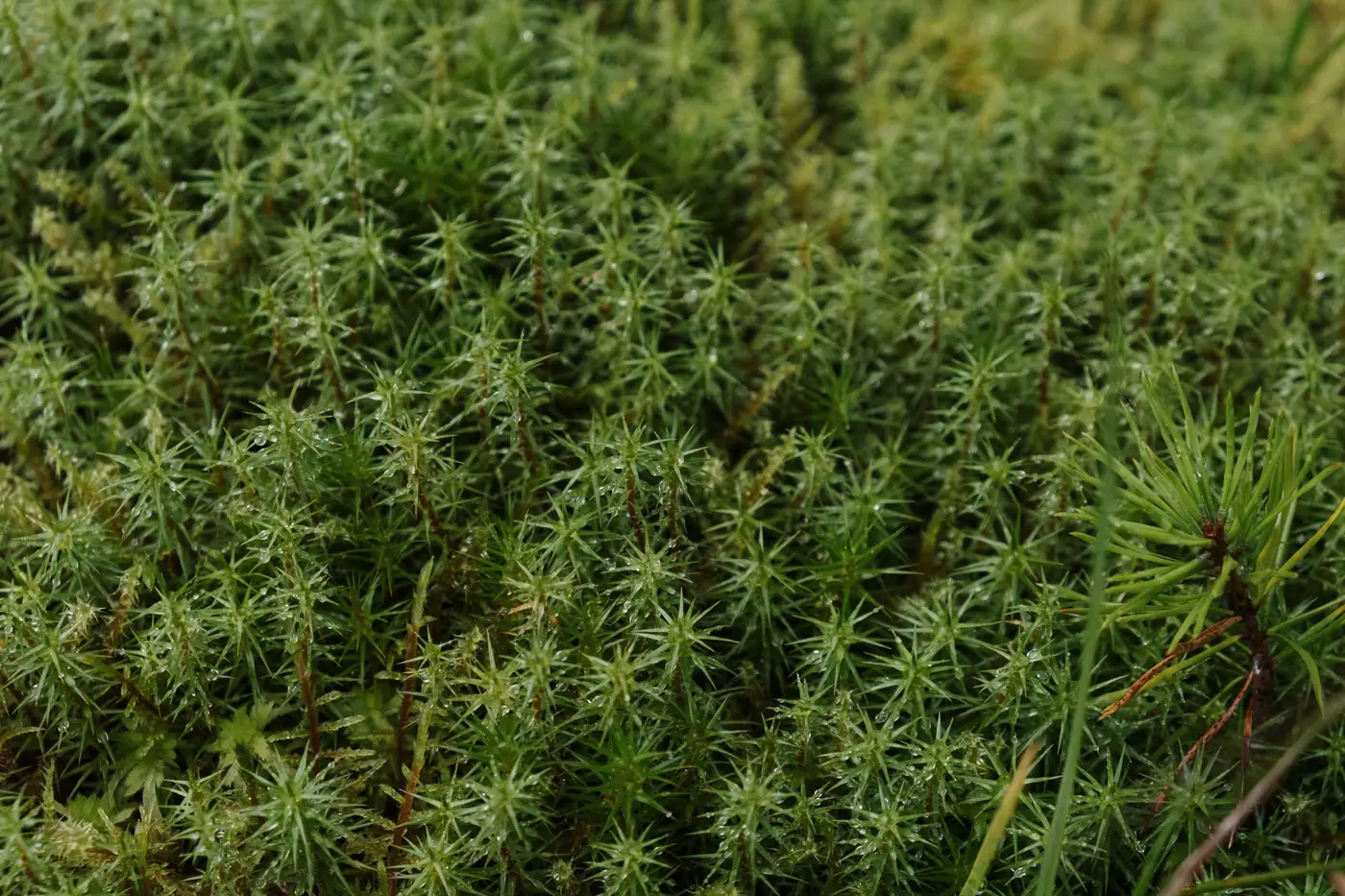 Close-up of a dense green moss carpet covering damp ground.