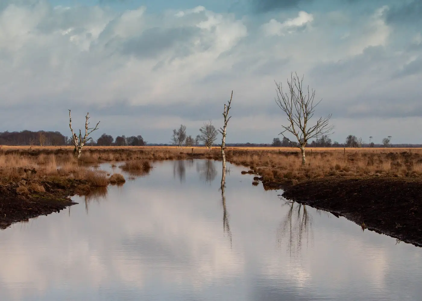 Dark, bare peat banks exposed around flooded bog pools, with dead trees and vegetated grass at the margins.